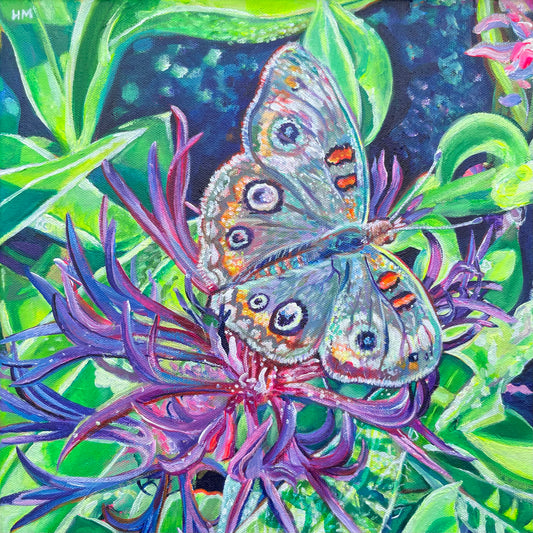 Buckeye Butterfly Fine Art Giclee Print